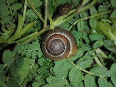 Portugala inchoata
