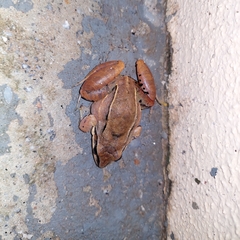 Leptodactylus mystaceus