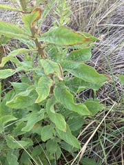 Oenothera stricta
