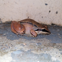 Leptodactylus mystaceus