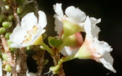 Myrtoideae