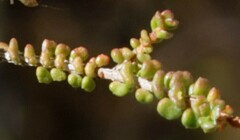 Myrtoideae