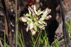 Disa bivalvata