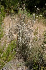 Myrtoideae