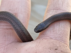 Contia tenuis