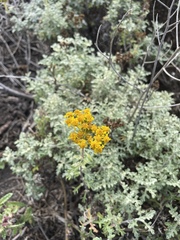 Eriophyllum
