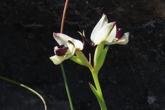 Disa bivalvata