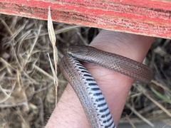 Contia tenuis