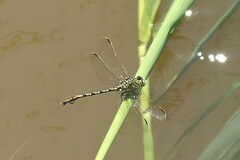 Ceratogomphus pictus