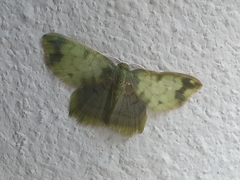 Hydata pellucidaria versifusa