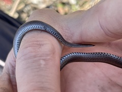 Contia tenuis