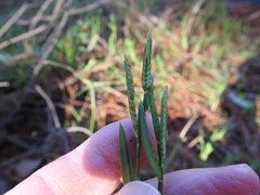 Paspalum dissectum