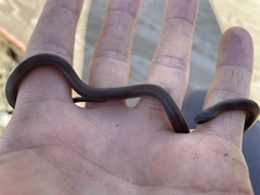 Contia tenuis