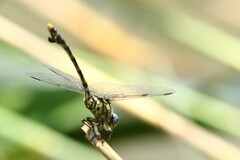 Ictinogomphus ferox