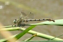 Ceratogomphus pictus
