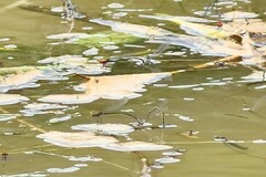 Pseudagrion massaicum