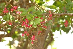 Ochna pulchra