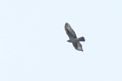 Aquila spilogaster