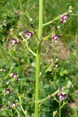 Scrophularia canina