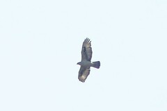 Aquila spilogaster