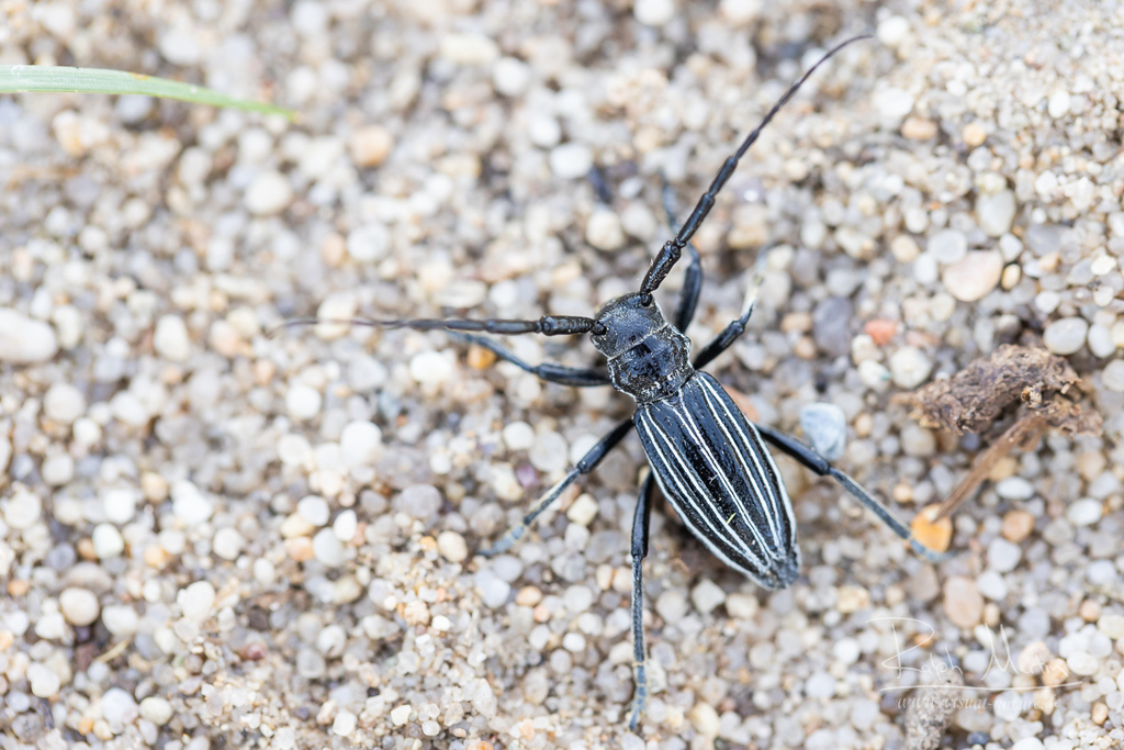 Eodorcadion rubrosuturale