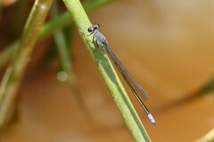 Pseudagrion salisburyense