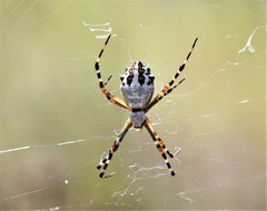 Argiope florida