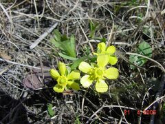 Ranunculus rhomboideus