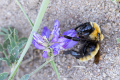 Bombus fragrans