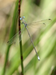 Lestes virgatus