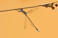 Lestes dissimulans
