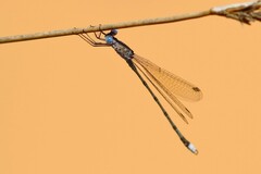 Lestes dissimulans