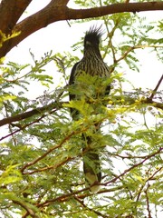 Clamator levaillantii