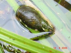 Lymnaea stagnalis