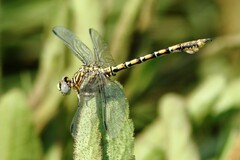 Paragomphus cognatus