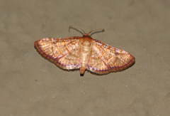 Thyrididae