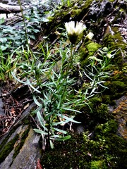 Erigeron hyssopifolius