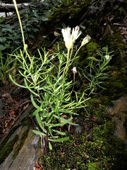 Erigeron hyssopifolius