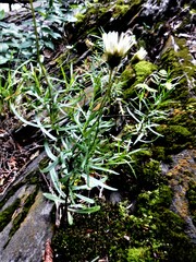 Erigeron hyssopifolius