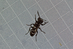 Metapolybia