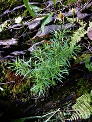 Erigeron hyssopifolius