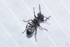 Metapolybia