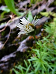 Erigeron hyssopifolius