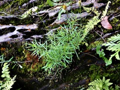Erigeron hyssopifolius