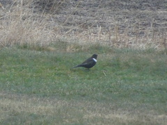 Turdus torquatus