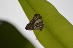 Ariconias glaphyra