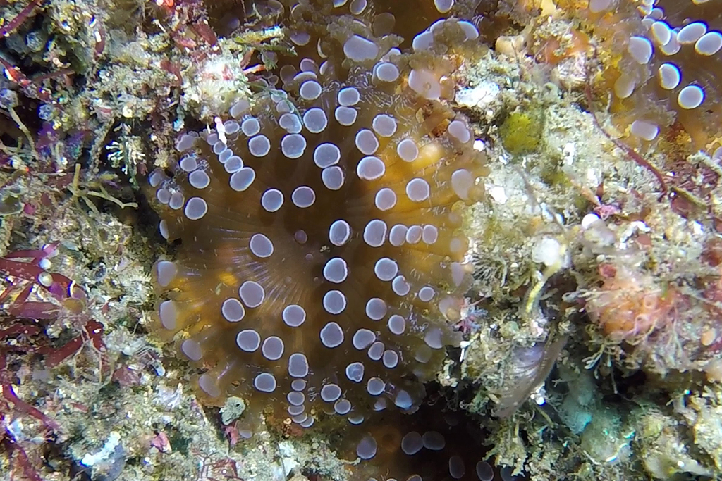 Crab anemone