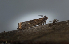 Cryptaspasma sordida