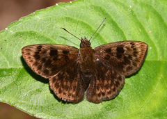 Pachyneuria lineatopunctata