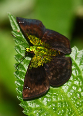 Gorgopas trochilus